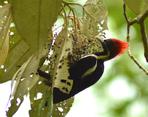 lineated woodpecker feeding on white maya seeds at Howler Monkey Resort in Bermudian Landing, Belize District.